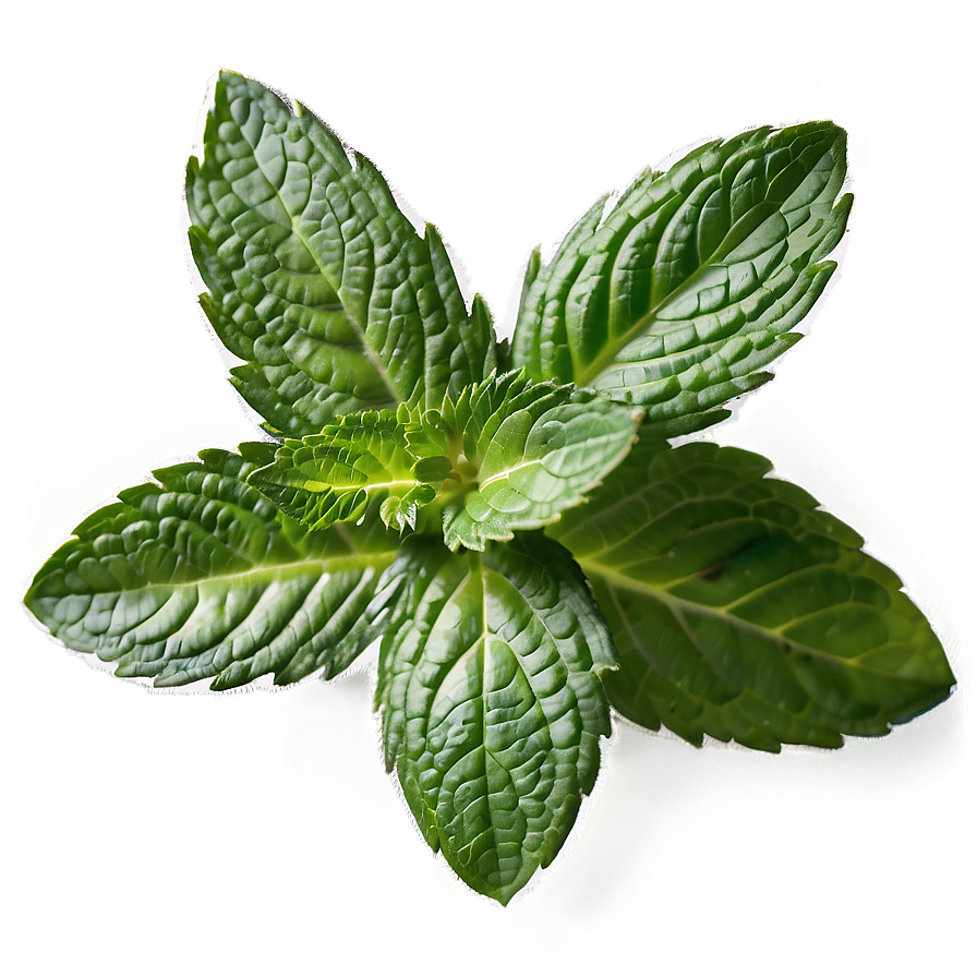 Mint Leaves Png 79