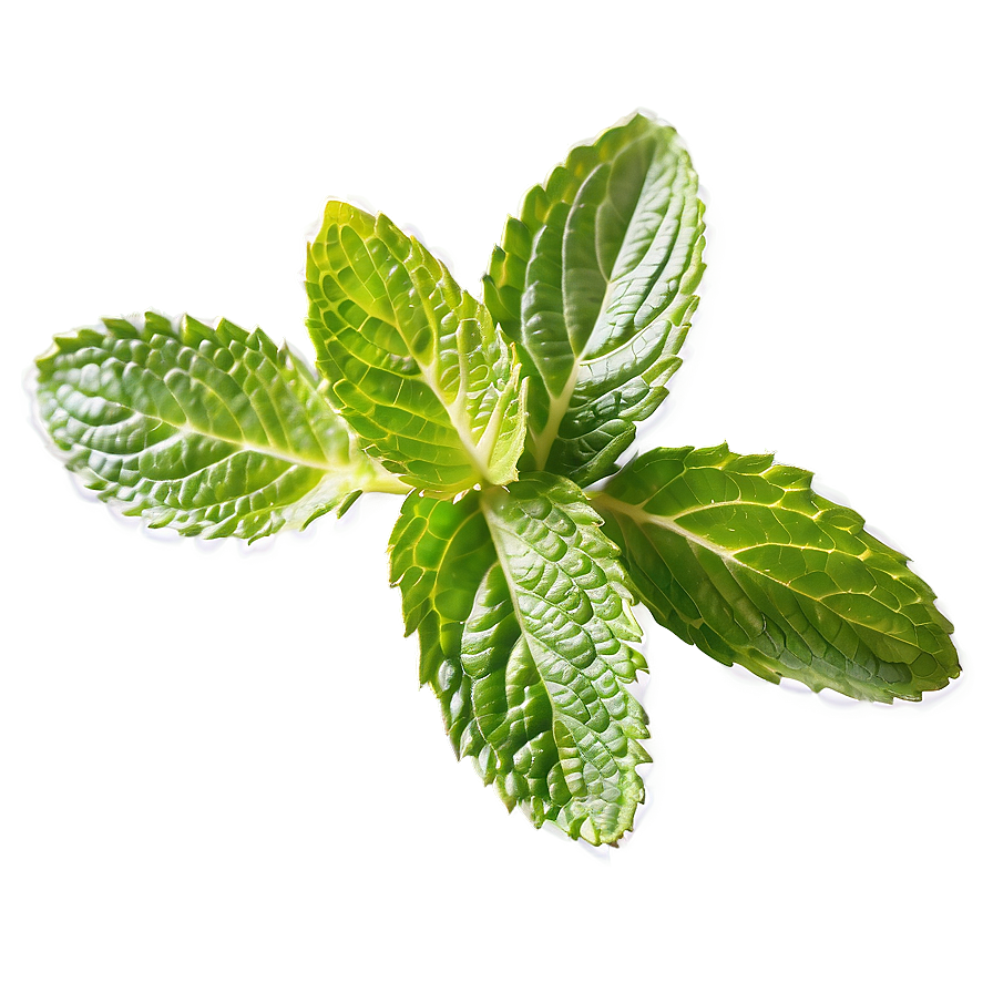 Mint Leaves Png Vic