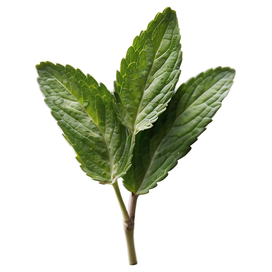 Mint Leaves Sprig Png 14