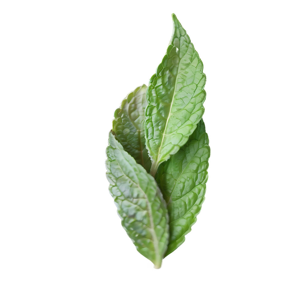 Mint Leaves Sprig Png Nsx27