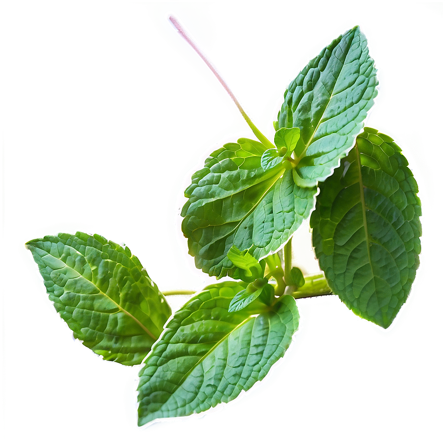 Mint Plant Leaves Png 3