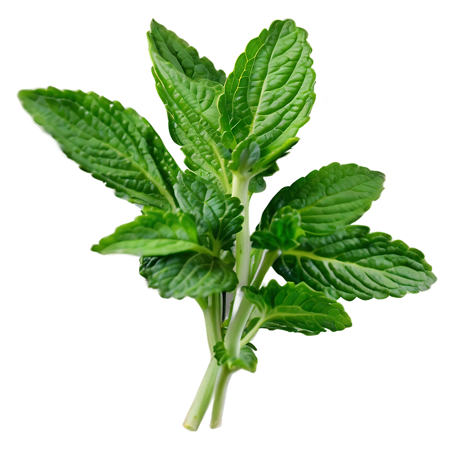 Mint Plant Leaves Png Rpx