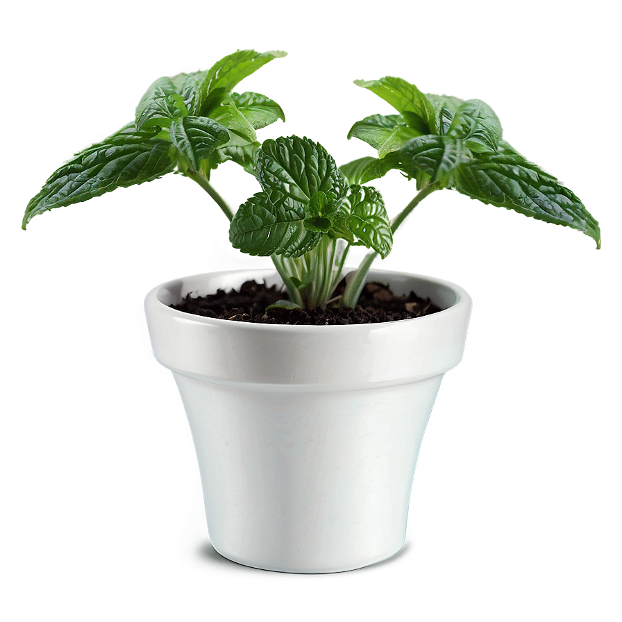 Mint Plant Pot Png 06122024