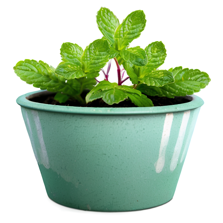 Mint Plant Pot Png 06122024