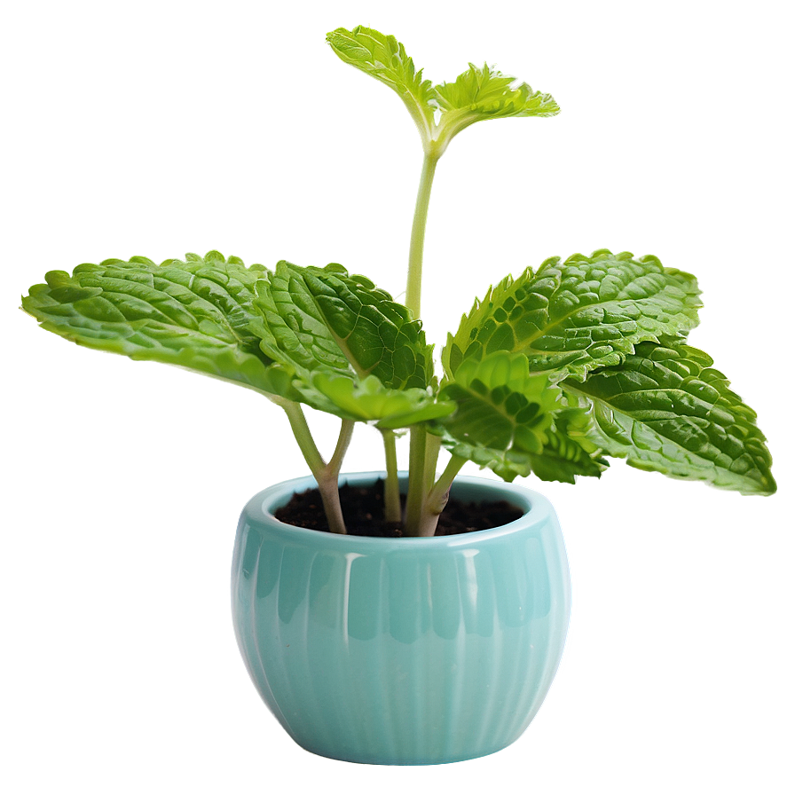 Mint Plant Pot Png Eci