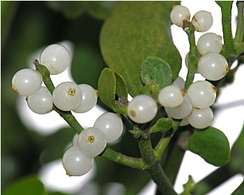 Mistletoe Berries Closeup