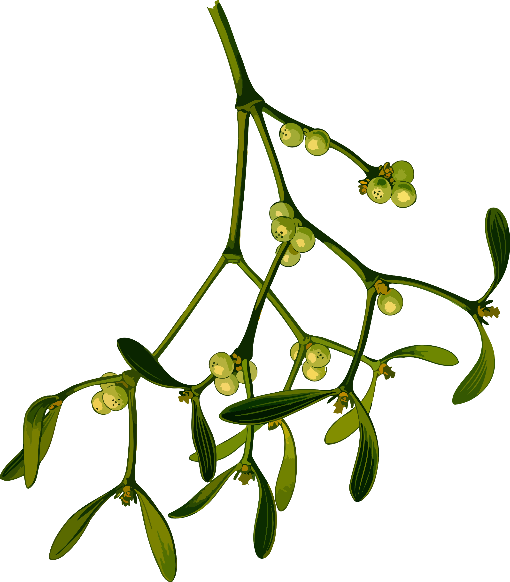 Mistletoe Branch Illustration