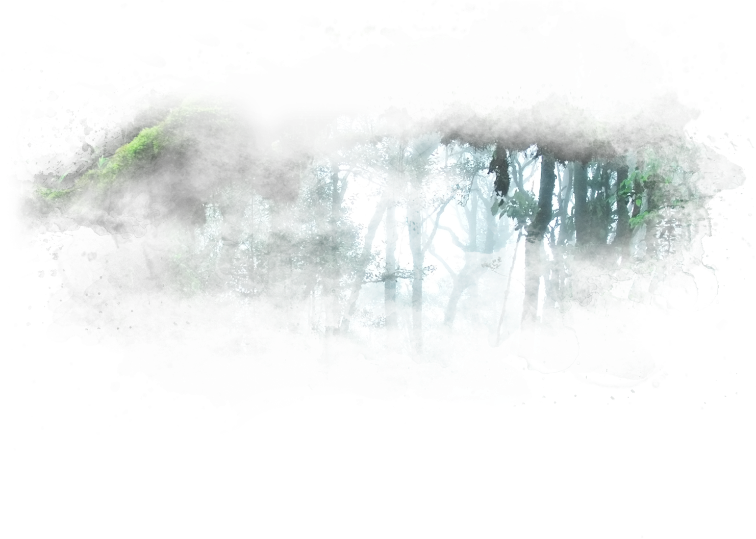 Misty_ Rainforest_ Canopy.jpg