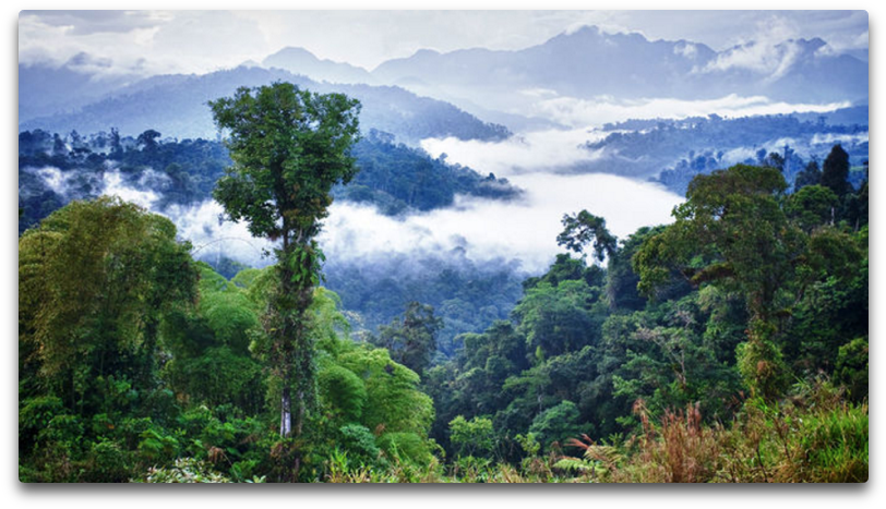 Misty_ Rainforest_ Morning