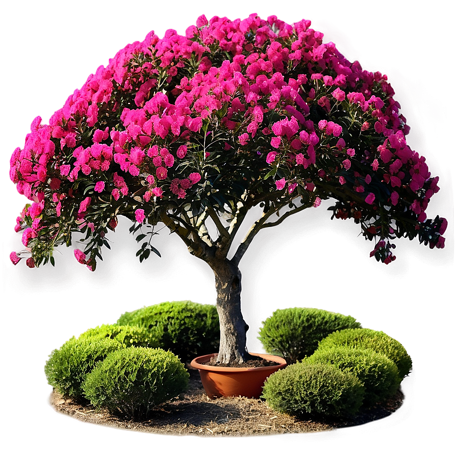 Mixed Color Crepe Myrtle Collection Png 10