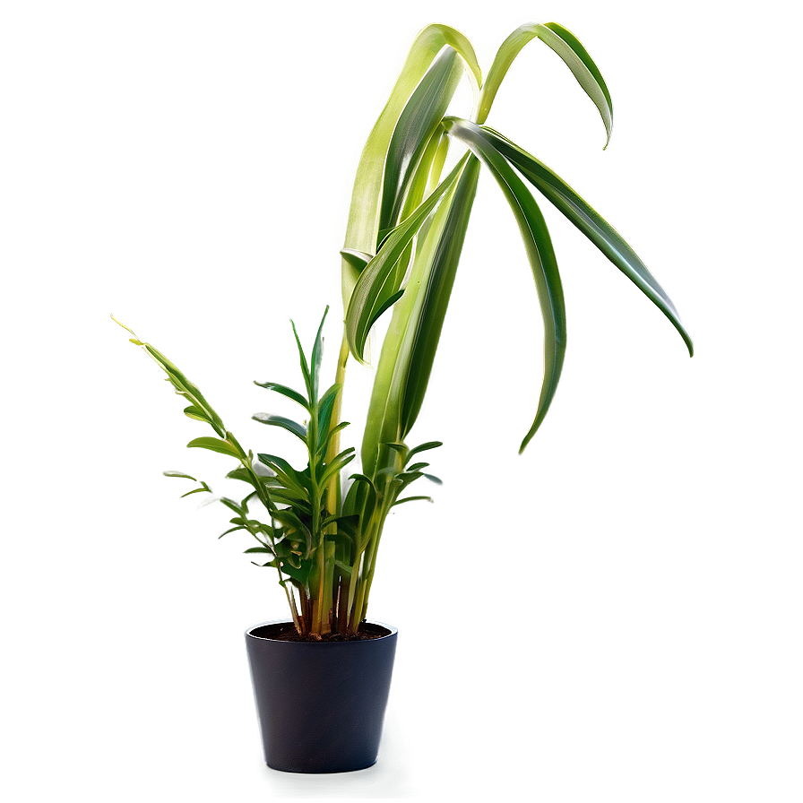 Modern Floor Plant Png 06282024