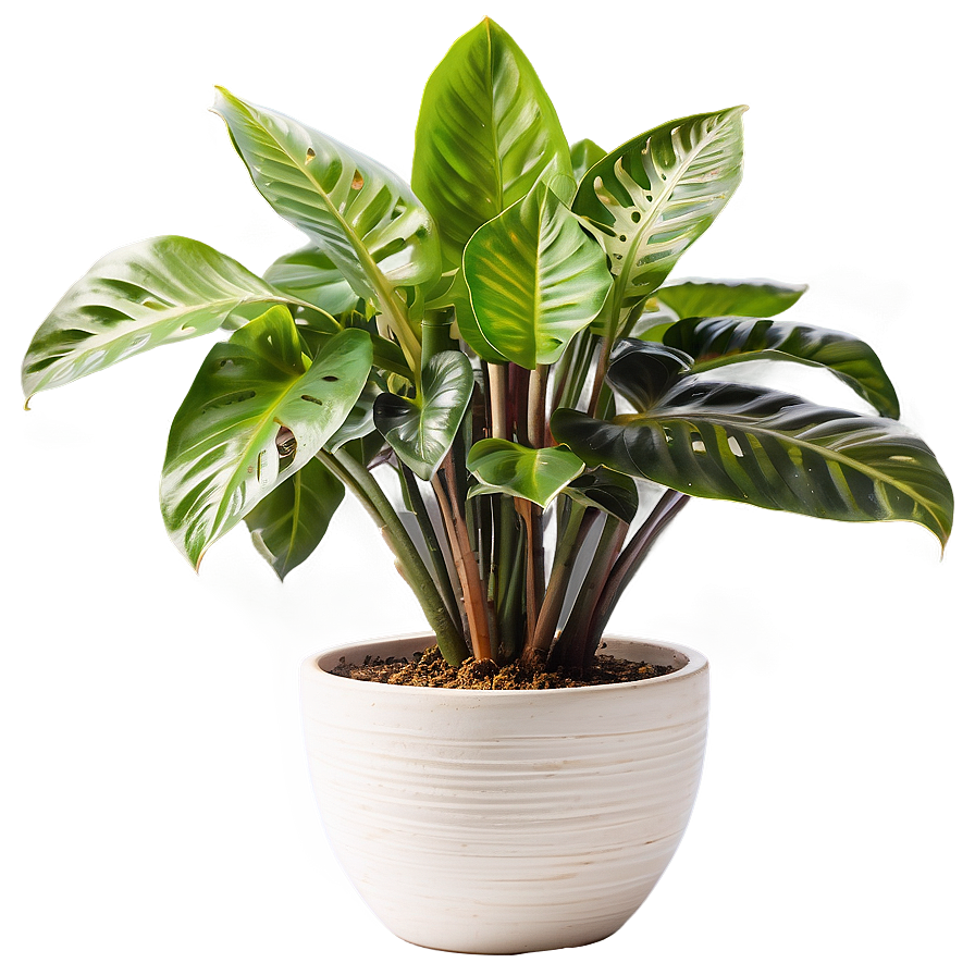 Modern Indoor Plants Png 06252024