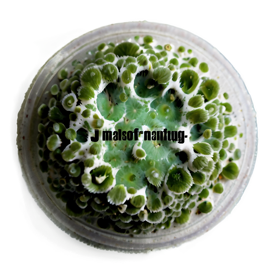 Mold Macro Png 06242024