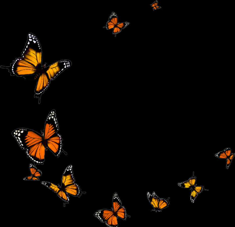 Monarch_ Butterflies_ Black_ Background