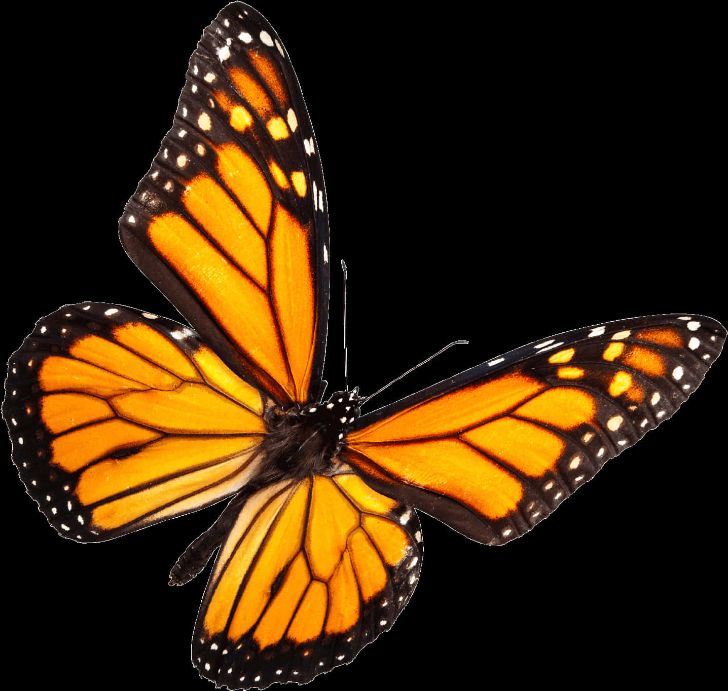 Monarch Butterfly Black Background