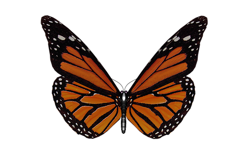 Monarch Butterfly Black Background.jpg