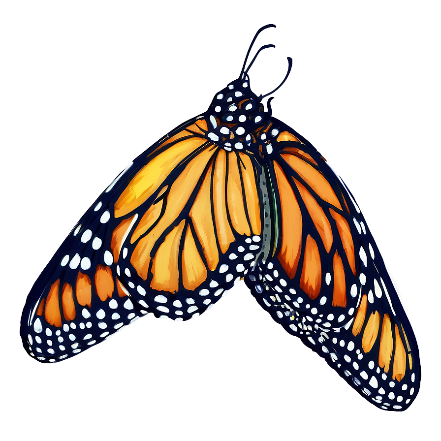 Monarch Butterfly Outline Png Yee50