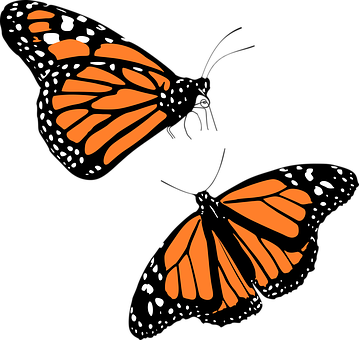 Monarch Butterfly Silhouette