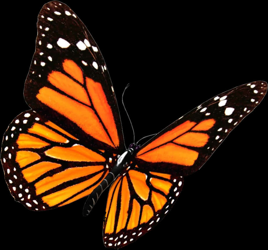 Monarch Butterfly Transparent Background