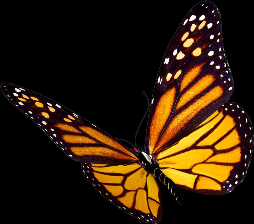 Monarch Butterfly Transparent Background