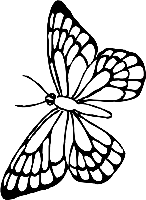 Monochrome Butterfly Illustration