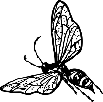 Monochrome Butterfly Illustration