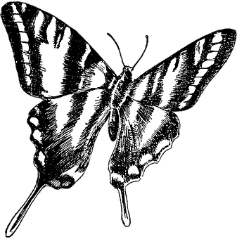 Monochrome Butterfly Illustration