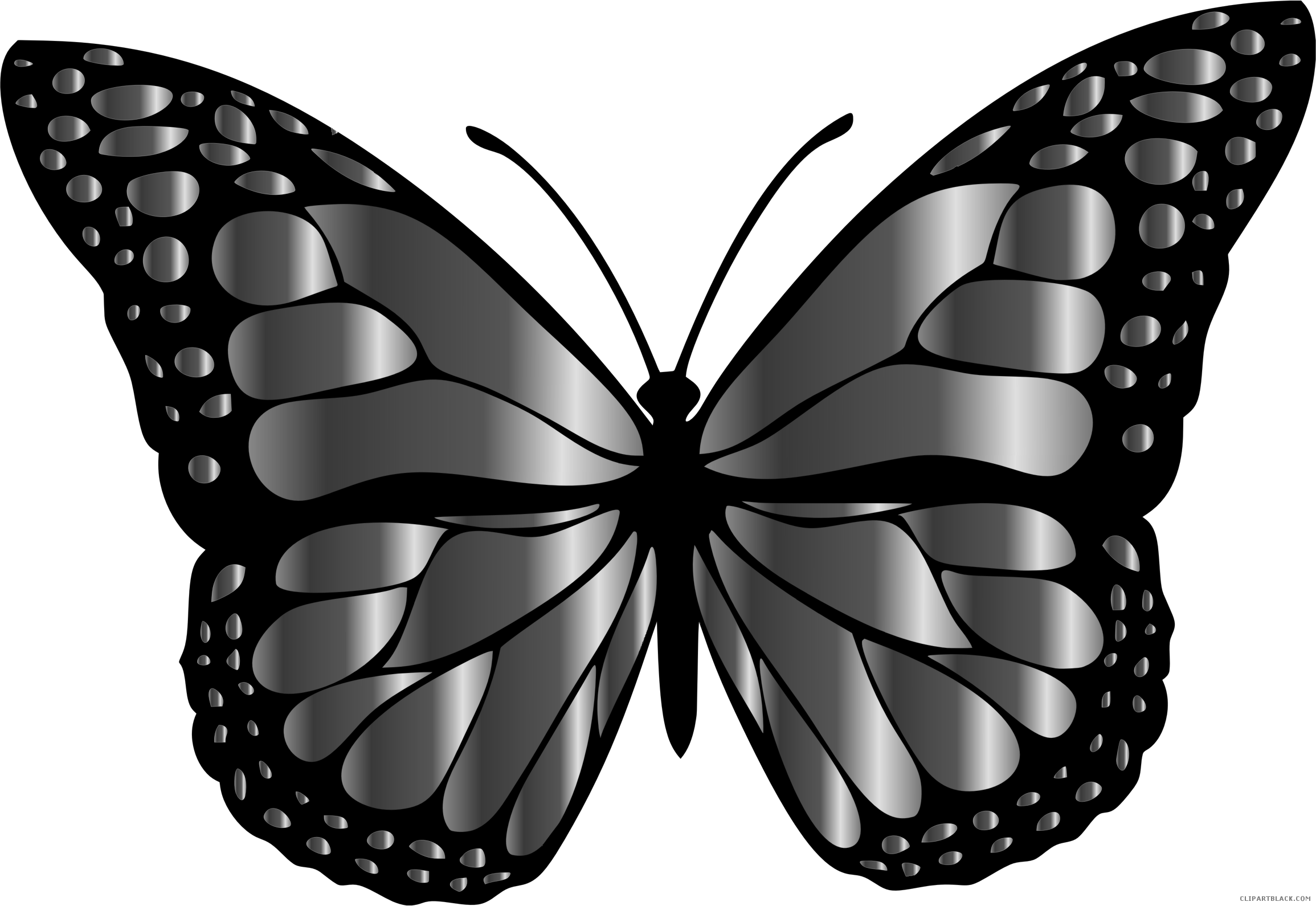 Monochrome Butterfly Illustration