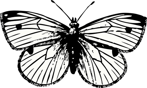 Monochrome Butterfly Silhouette Art