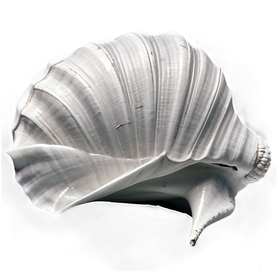 Monochrome Conch Shell Png Omi46