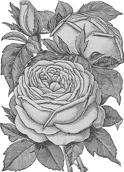 Monochrome_ Rose_ Sketch_ Artwork