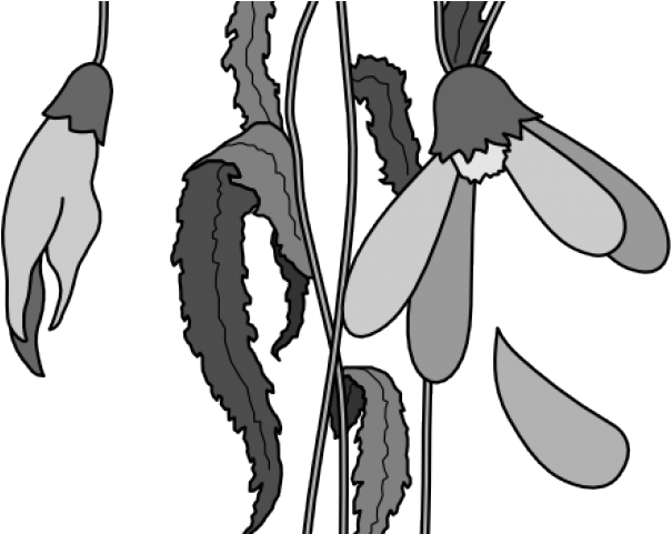 Monochrome Snowdrop Illustration