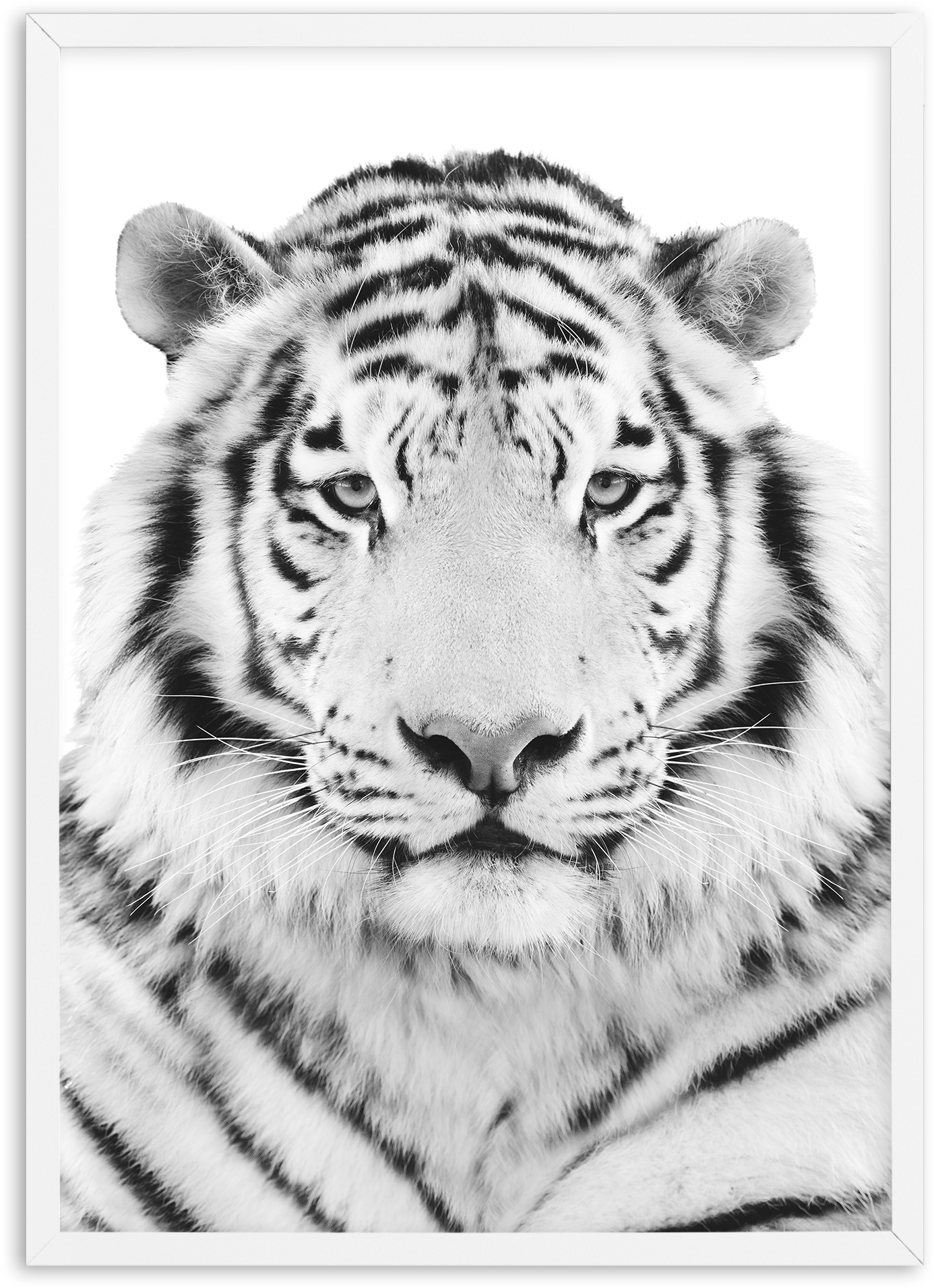 Monochrome Tiger Portrait