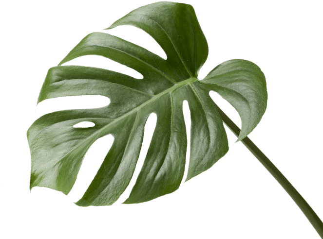 Monstera Deliciosa Leaf