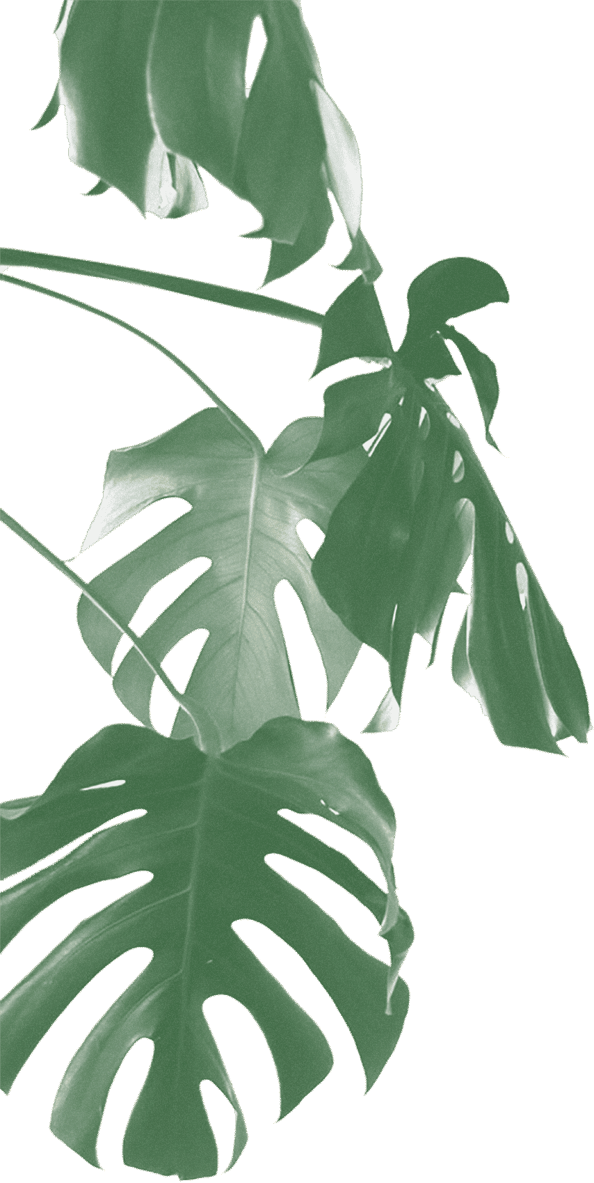 Monstera Deliciosa Leaves Transparent Background