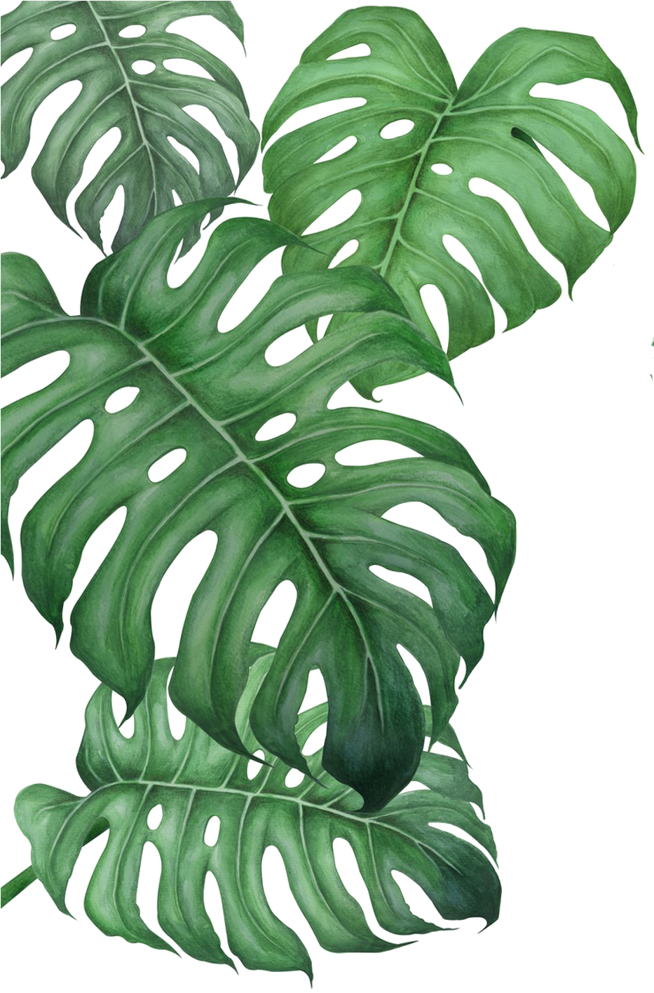 Monstera Deliciosa Leaves Transparent Background