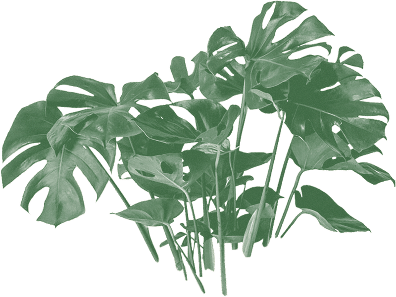 Monstera Deliciosa Leaves Transparent Background