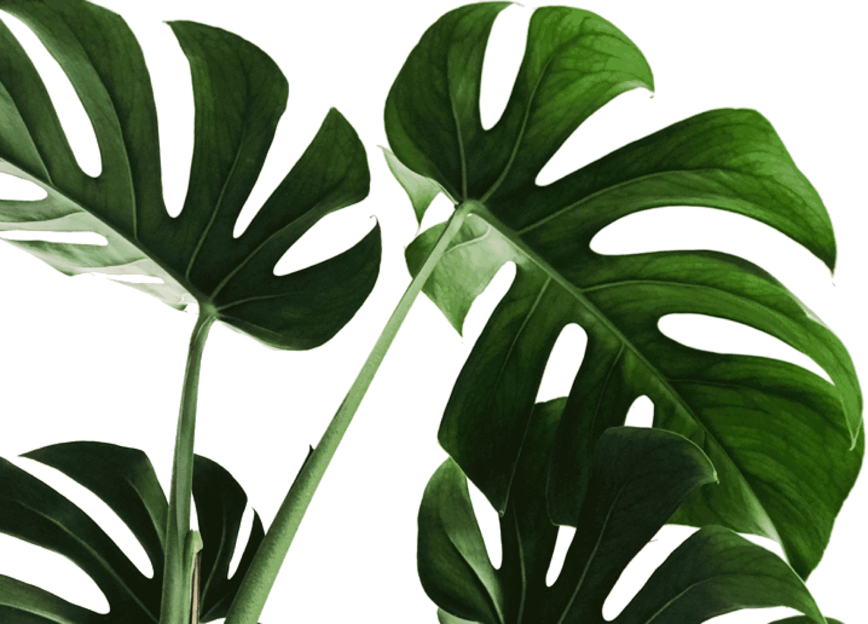 Monstera Deliciosa Leaves Transparent Background