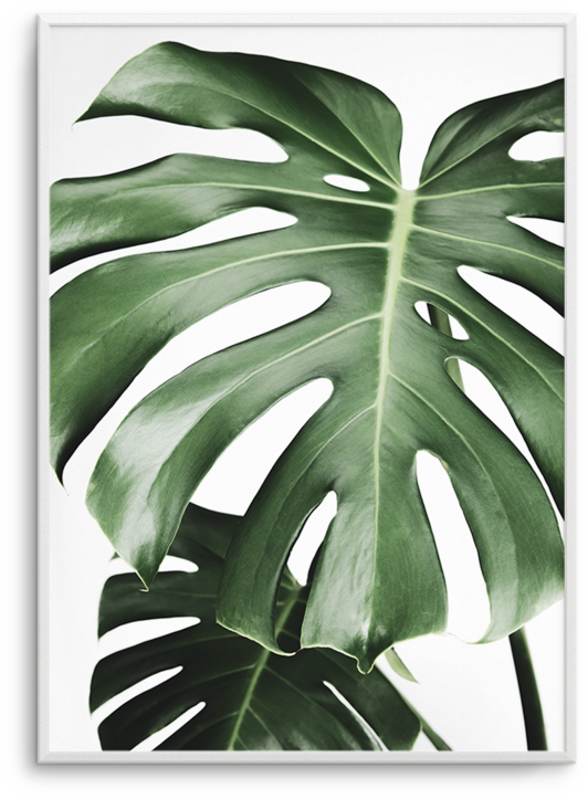 Monstera Leaf Art Print