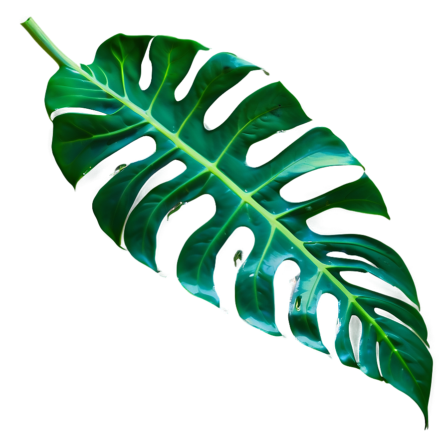 Monstera Leaf Vein Details Png Kfj66