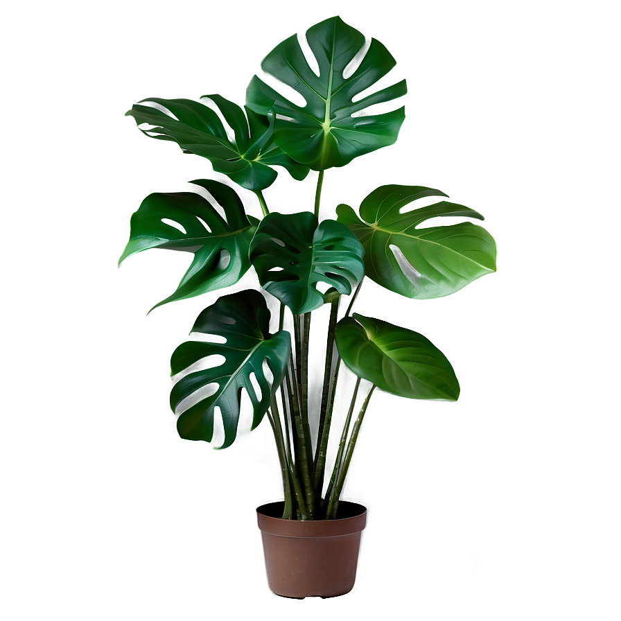 Monstera Plant Garden Png Nto69