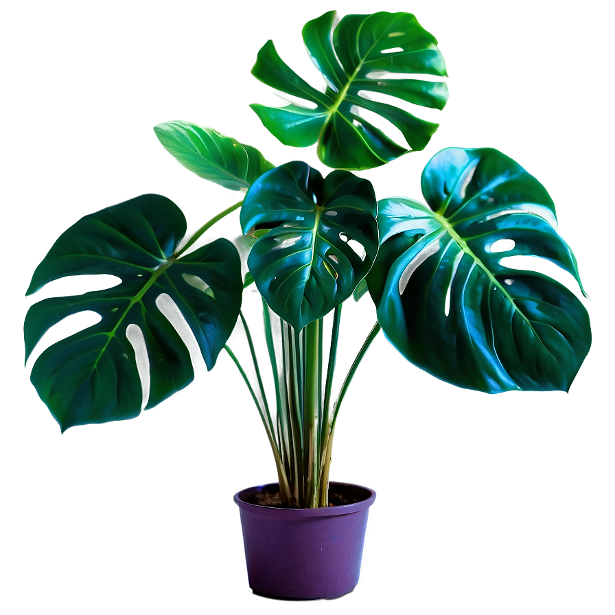 Monstera Plant Garden Png Vnw70