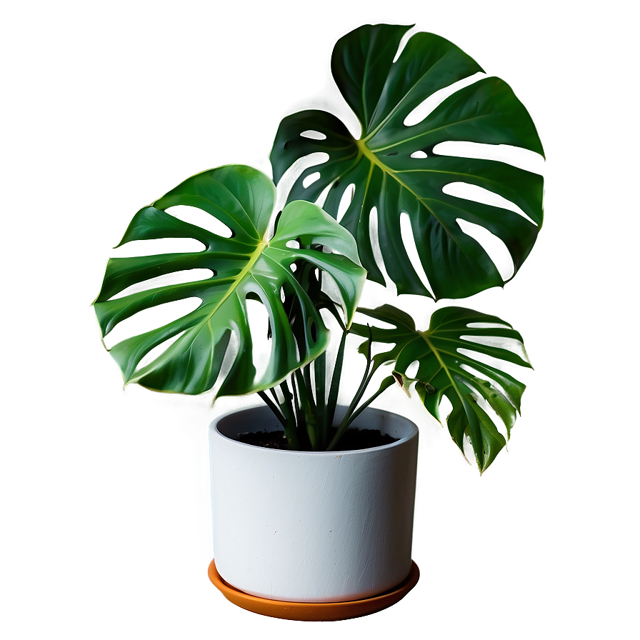 Monstera Plant In Minimalist Home Png 48