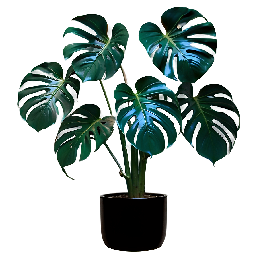 Monstera Plant In Minimalist Home Png Ivg