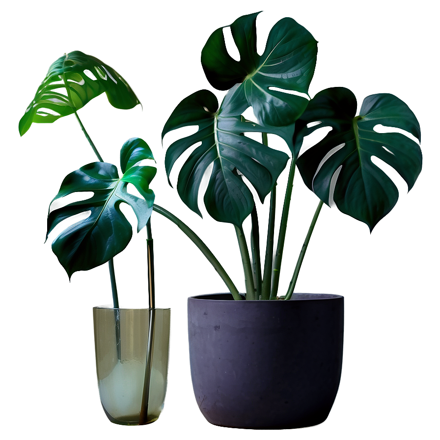 Monstera Plant In Minimalist Home Png Wfj51