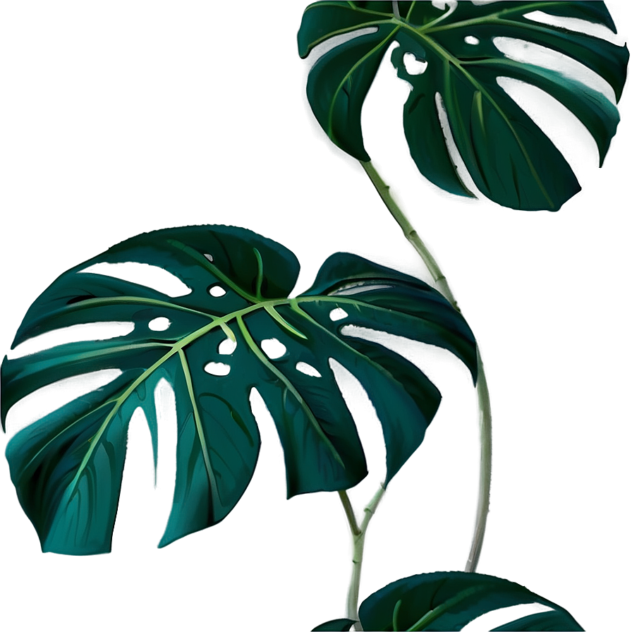 Monstera Plant In Wild Png 65