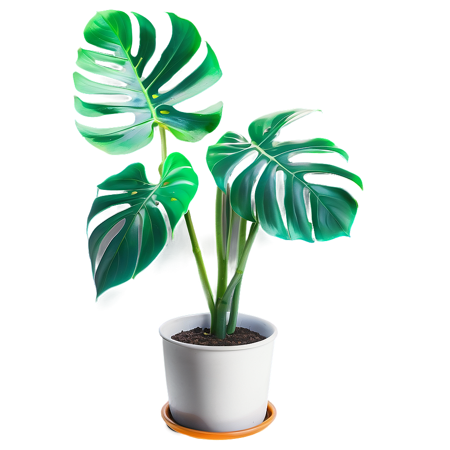 Monstera Plant Indoor Png 23