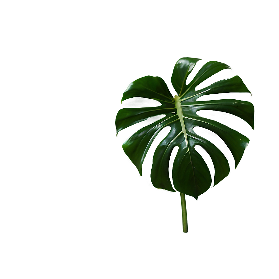 Monstera Plant Isolated Png Odx