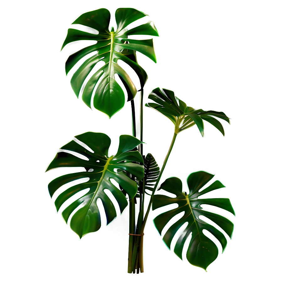 Monstera Plant Isolated Png Xqx