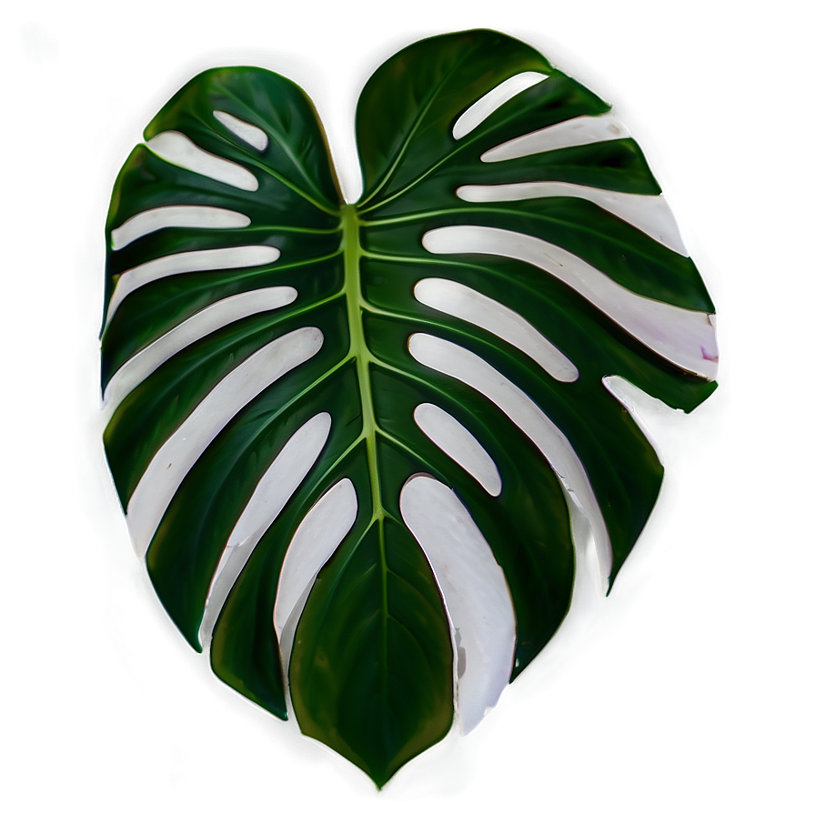 Monstera Plant Leaf Png Thk